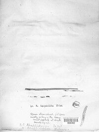 Ophiosphaerella herpotricha image